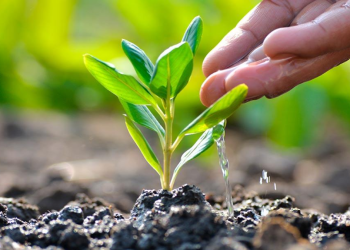 Reforestación Urbana, plantan 90 árboles