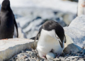 temporada-de-cría-cambio-climático-Antártida-pingüinos-en-Antártida