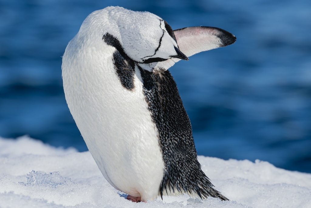 temporada de cría - Punto Critico temporada-de-cría-cambio-climático-Antártida-pingüinos-en-Antártida