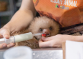 - Punto Critico rescate-de-animales-silvestres-hospital-fauna-silvestre-centro-rescate-Costa-Rica