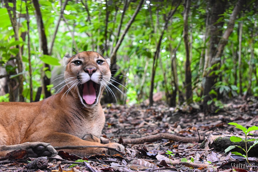 - Punto Critico rescate-de-animales-silvestres-hospital-fauna-silvestre-centro-rescate-Costa-Rica