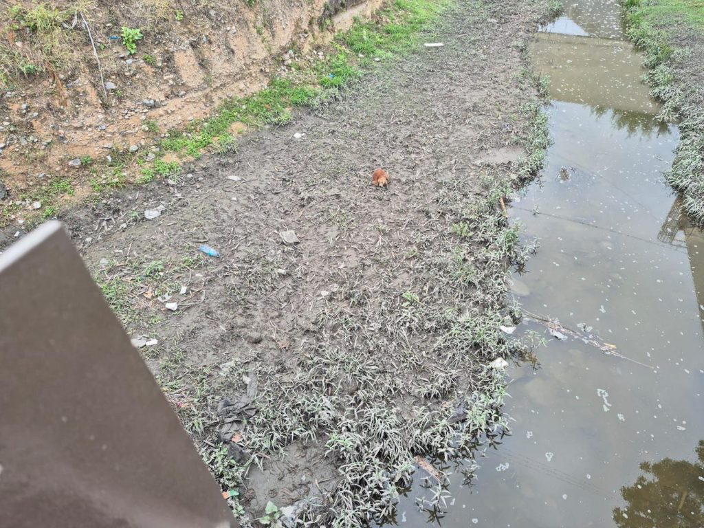 perrita-en-arroyo - Punto Critico Rescatan de milagro de perrita atrapada en un arroyo