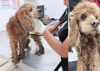 Rescatan de milagro en arroyo