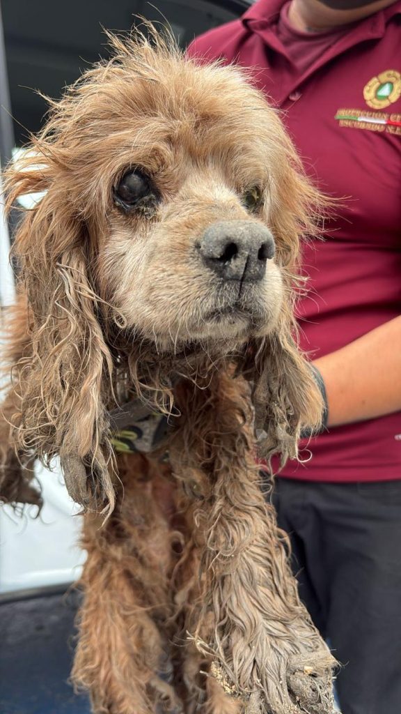 rescate-de-milagro-a-perrita-extraviada - Punto Critico perrita rescata