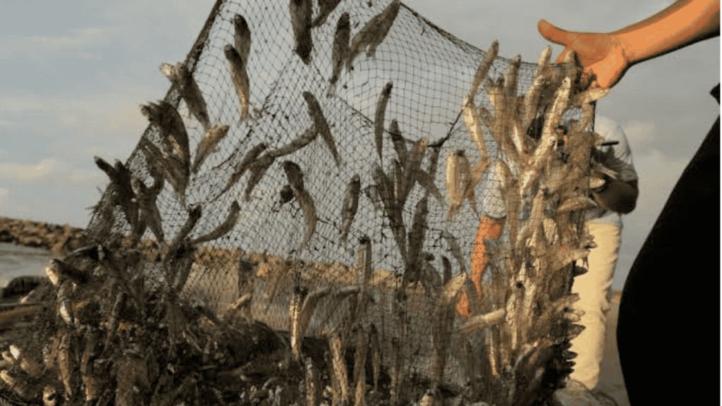 Operativos de inspección y vigilancia ante la Pesca ilegal en México