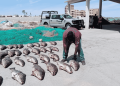 Pesca ilegal en México