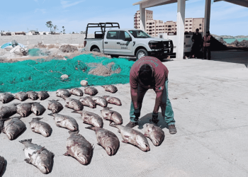 Pesca ilegal en México